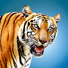 Wild Tiger Hunting Animal Life icon