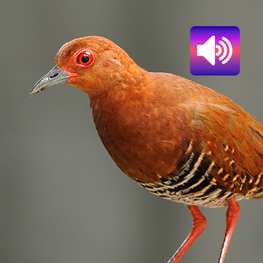 Red-legged crake: Sounds Download on Windows