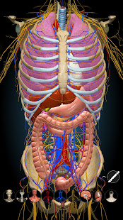 Anatomy Learning - 3D Anatomy