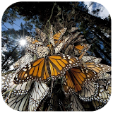 Amazing Butterfly Puzzles icon