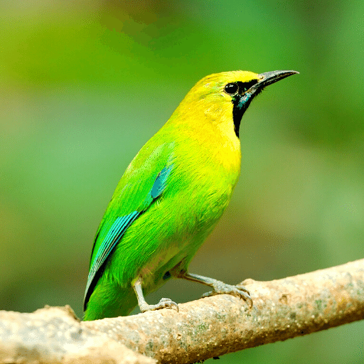 Leafbird Sounds logo