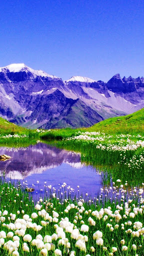 Spring Flowers Wallpapers Screen 2