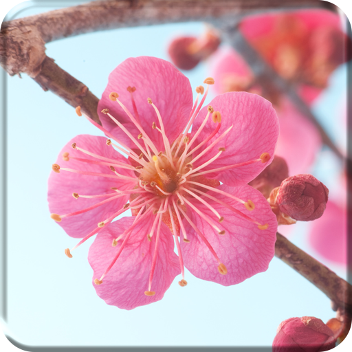 Sakura Flower Live Wallpaper  Icon