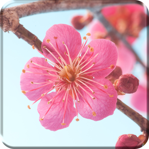Sakura Flower Live Wallpaper logo