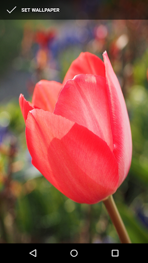 Tulip Wallpapers Screen 2