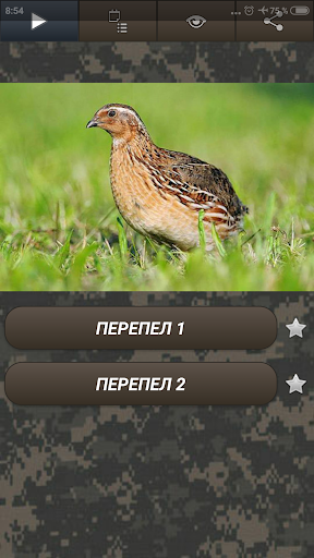 Приложения В Google Play – Манок На Рябчика: Звуки Глухар