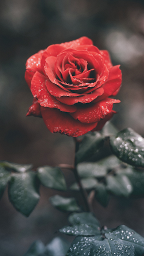 Rose Wallpaper Screen 2