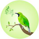 Leafbird Birdsong icon