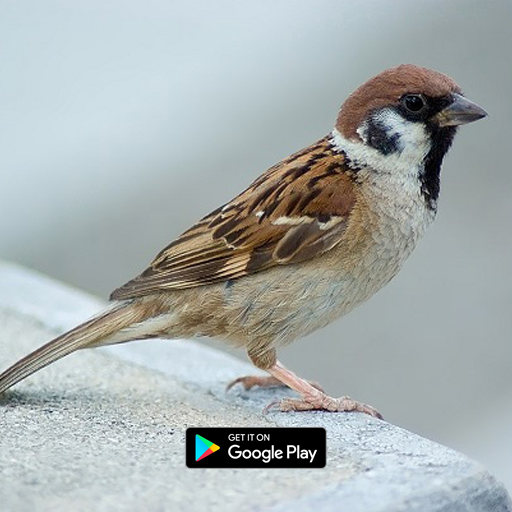 suara pikat burung gereja mp3 logo