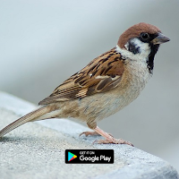 suara pikat burung gereja mp3