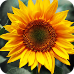 Cover Image of Download Sunflower Wallpaper 4K Latest 1.012 APK