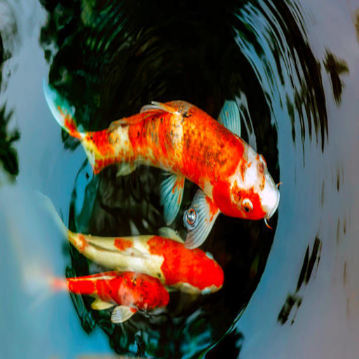 Koi Fish Pond Guide logo