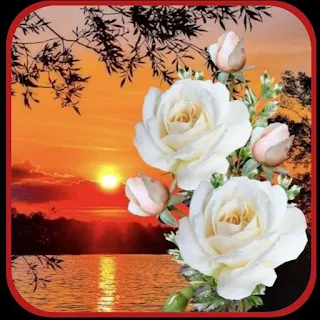 romantic rose flowers