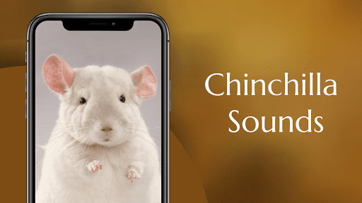 Chinchilla Sounds Screen 2