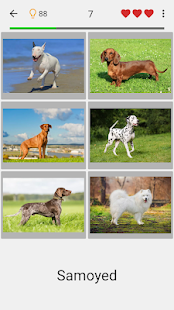 Dogs Quiz - Guess Popular Dog Breeds in the Photos 3.2.2 Screenshots 1