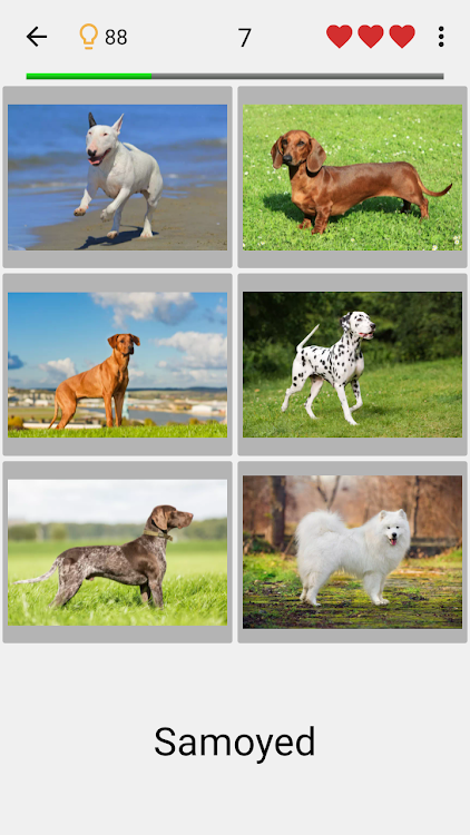 Dogs Quiz - Guess All Breeds! - 3.5.0 - (Android)