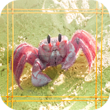 Crab Jigsaw Puzzle icon
