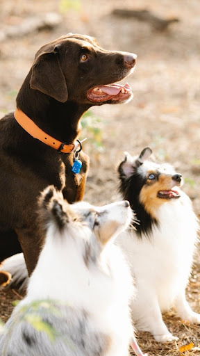 Labrador retriever Dog