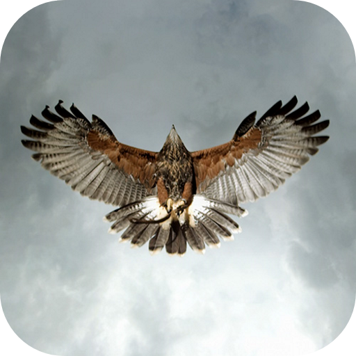 Eagle Live Wallpaper logo