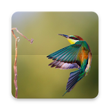 Birds Wallpapers HD icon