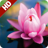 Beautiful Flower Images HD icon