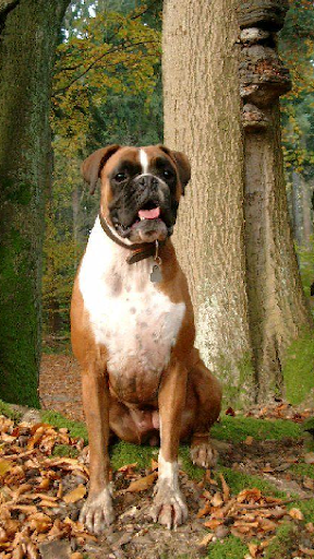 Android application Wallpapers Boxer Dog screenshort