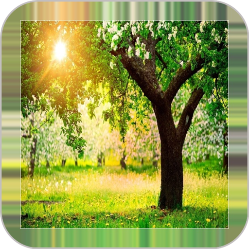 Tree Backgrounds  Icon