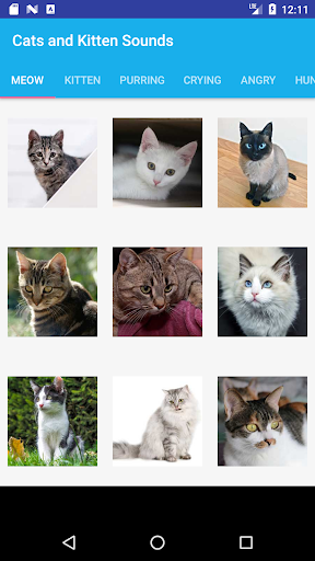 Android application Cats and Kittens Sounds screenshort