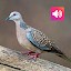 Spotted Dove: Sound, Ringtones