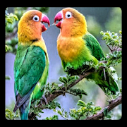 Lovebirds
