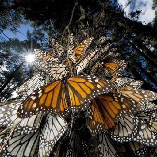 Butterflies Jigsaw Puzzles 2.10.9 screenshots 4