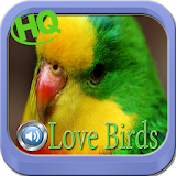 Master Love Birds HD icon