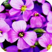 Flower Wallpapers