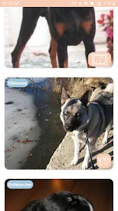 DogApp - Breeds images