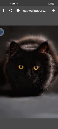 cat wallpapers for phone