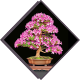 Decorative Plants icon