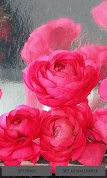 Rainy Pink Roses LWP