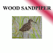 Sound per bird, freshwater lane  Icon