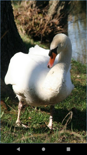 Swan water bird wallpaper Screen 2