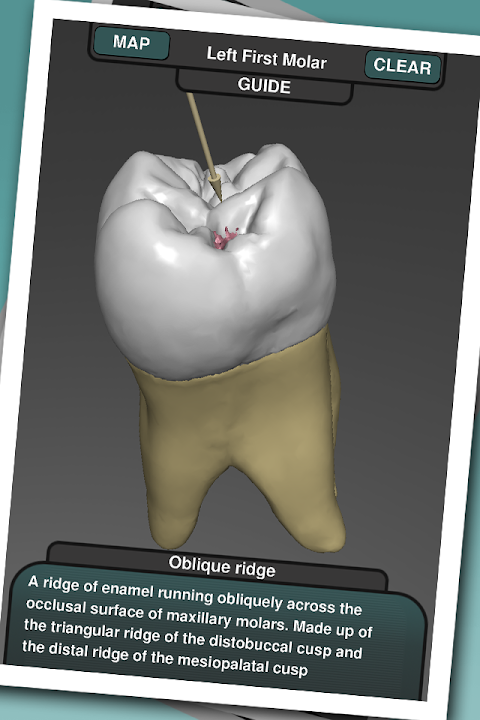 Real Tooth Morphologyのおすすめ画像3