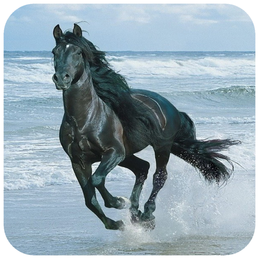 Horse Wallpaper – Apps bei Google Play