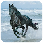 Cover Image of Download Horse Wallpaper  APK