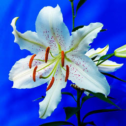 Icon image Lily Wallpapers
