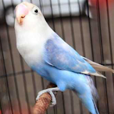 Kicau Lovebird Paud Juara icon