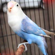 Kicau Lovebird Paud Juara  Icon