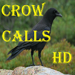 Crow Calls HD Apk