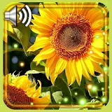 Sunflowers Summer icon