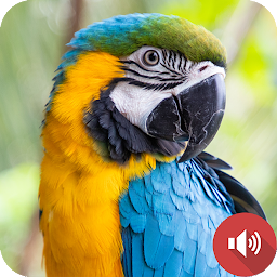 Icon image Parrot Sounds