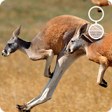 kangaroo live wallpaper icon