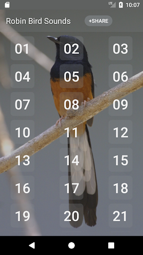 Android application Robin bird sounds screenshort